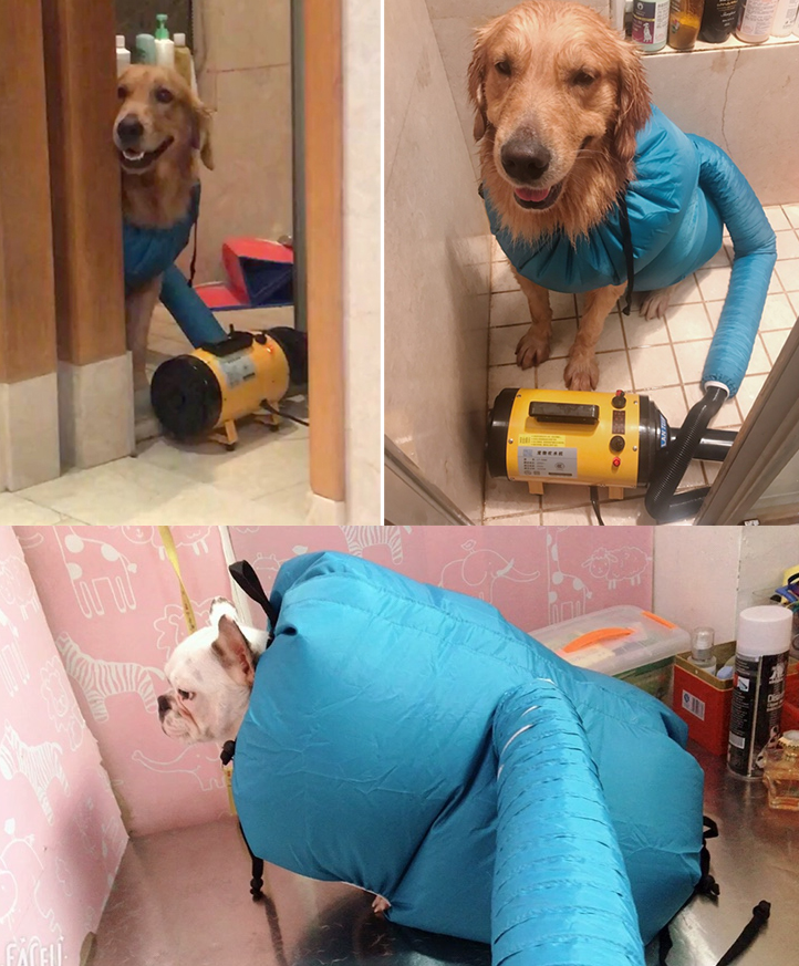 Boîte de séchage pour animaux Boutique Angenor avec sèche-cheveux et sac de séchage pour animaux domestiques
